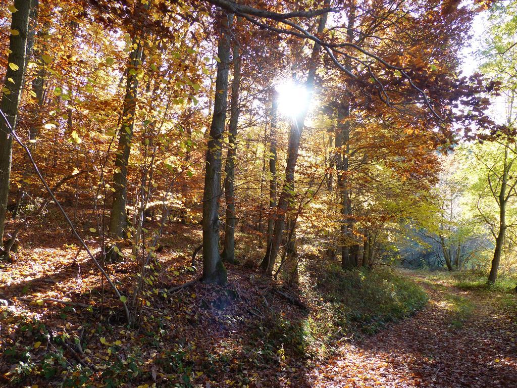 Ferienhaus Fischbachtal Heimbach Dış mekan fotoğraf